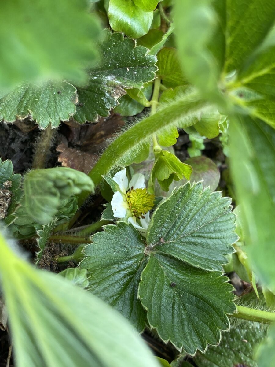 Zwischen den Erdbeerranken und -blättern versteckt sich die erste weiße Blüte der Saison